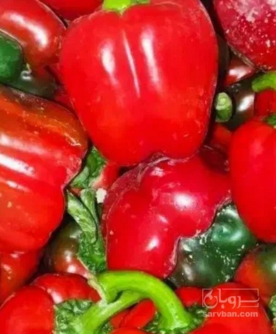 فروش فلفل دلمه ای قرمز