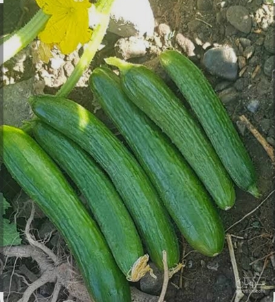 فروش خیار