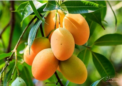 فروش انبه