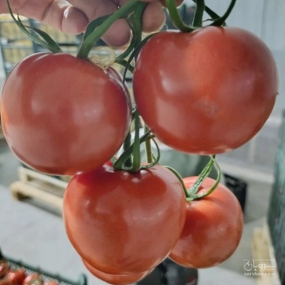 فروش گوجه فرنگی خوشه ای
