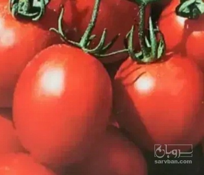 فروش گوجه فرنگی