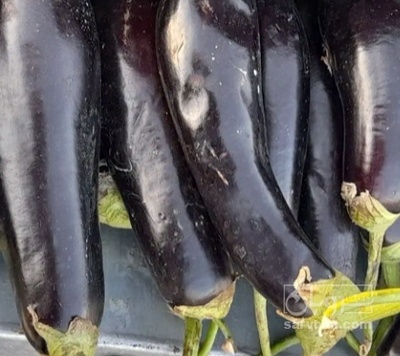فروش بادمجان