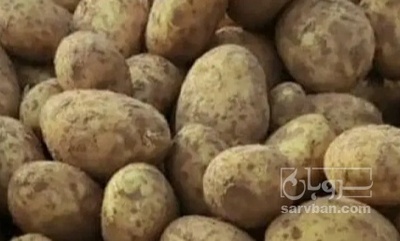 فروش سیب زمینی