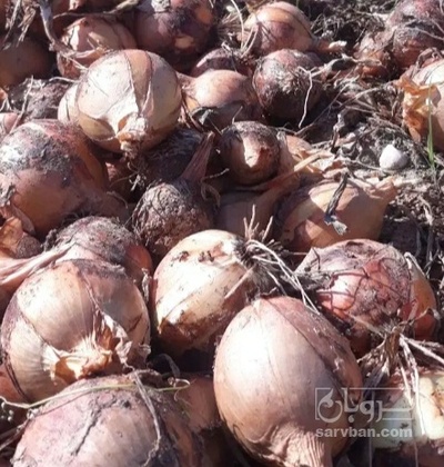 فروش پیاز