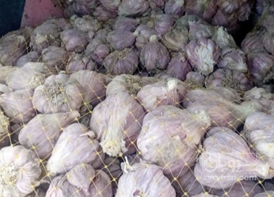 فروش سیر