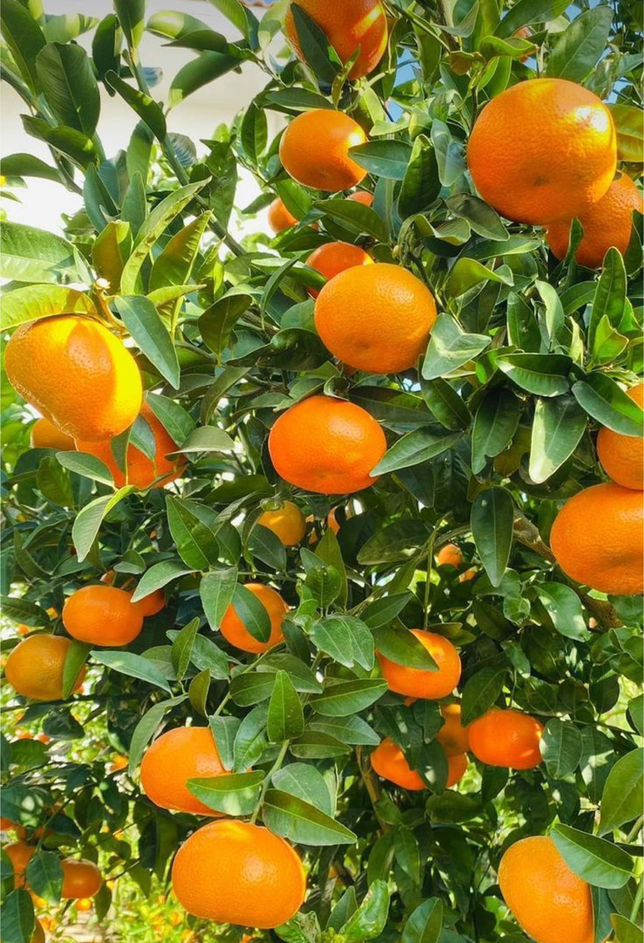 فروش نارنگی پیچ