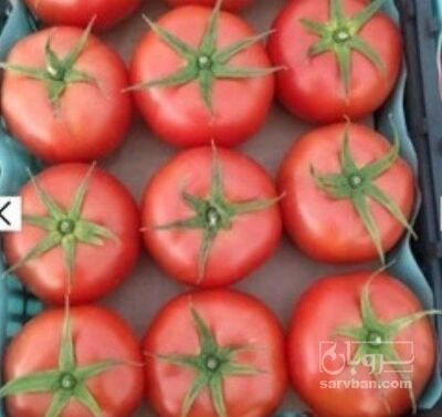 فروش گوجه فرنگی