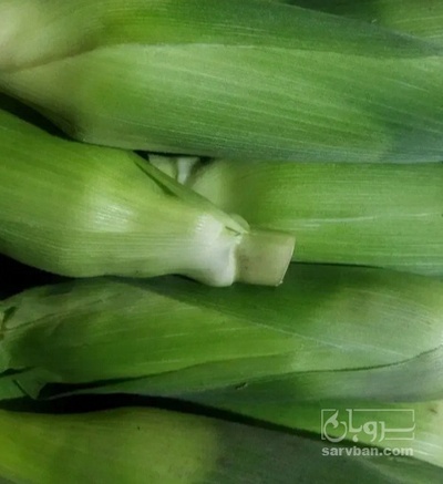 فروش ذرت علوفه ای