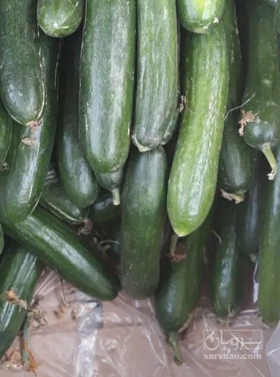 فروش خیار