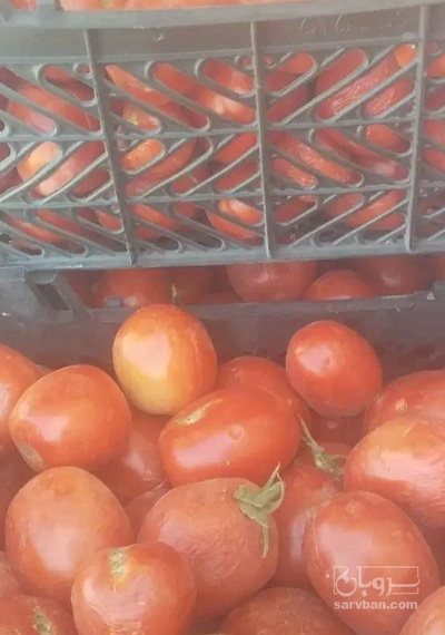 فروش گوجه فرنگی