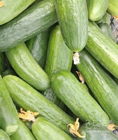 فروش خیار