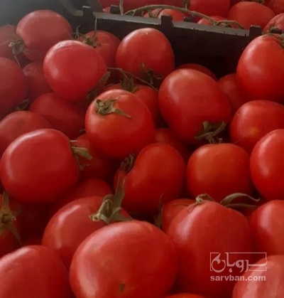 فروش گوجه فرنگی