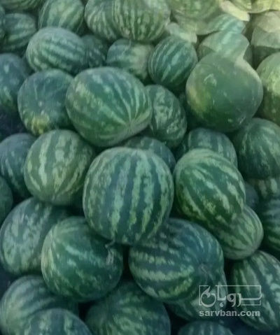 فروش هندوانه