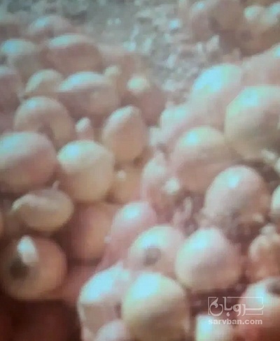 فروش پیاز