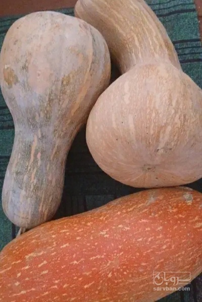 فروش کدو 2