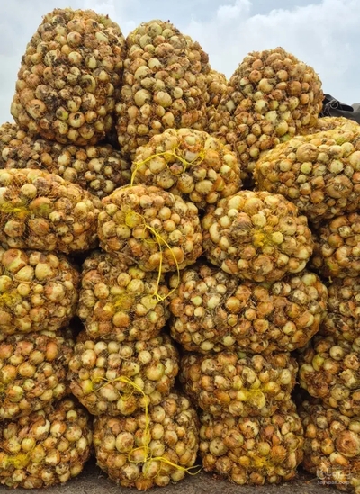 فروش پیاز