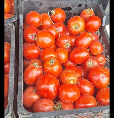 فروش گوجه فرنگی