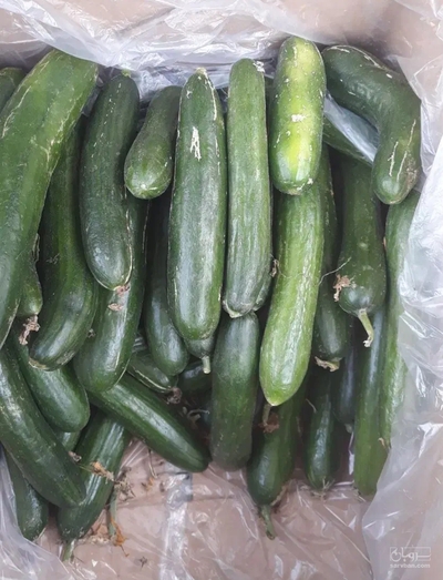 فروش خیار