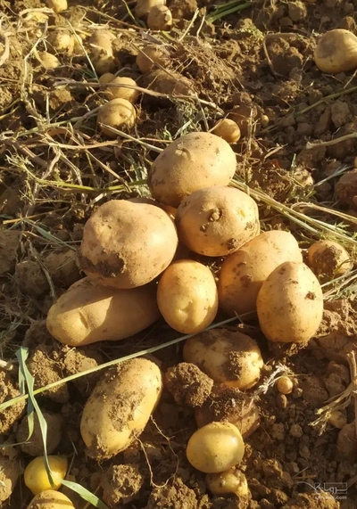 فروش سیب زمینی