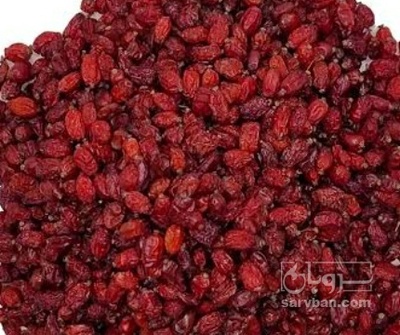 فروش زرشک زیر تالاری