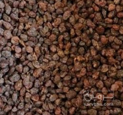 فروش کشمش ابگیری