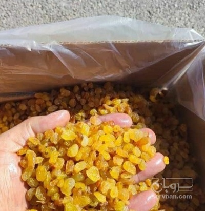فروش کشمش پلویی