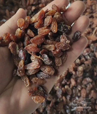 فروش کشمش افتابی