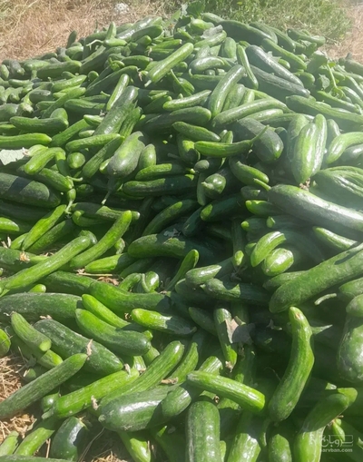 فروش خیار