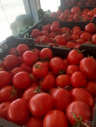 فروش گوجه فرنگی