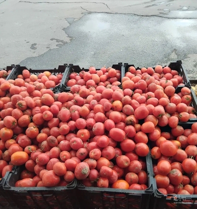 فروش گوجه فرنگی