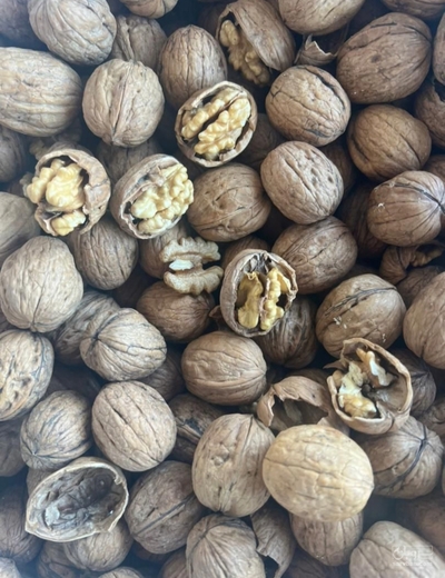فروش گردو
