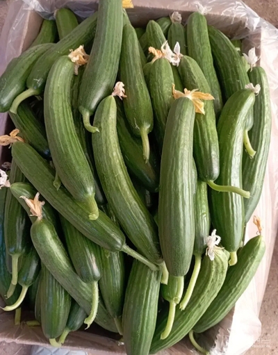 فروش خیار