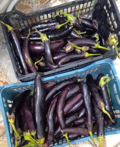 فروش بادمجان