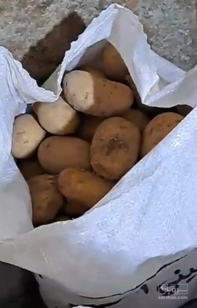 فروش سیب زمینی