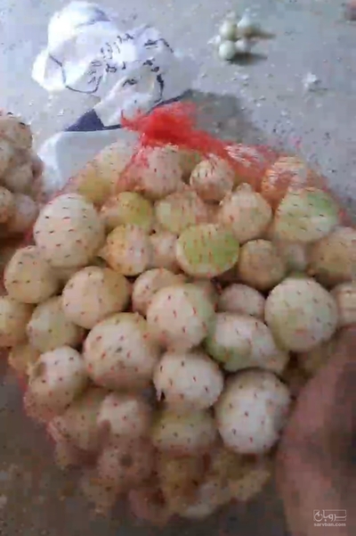 فروش پیاز