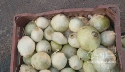 فروش پیاز