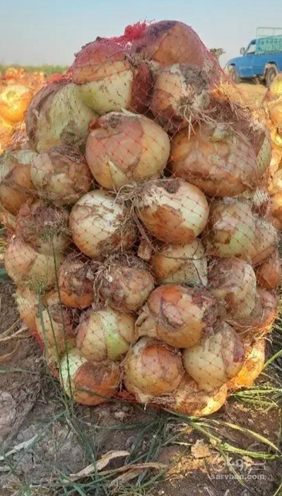 فروش پیاز