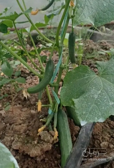 فروش خیار
