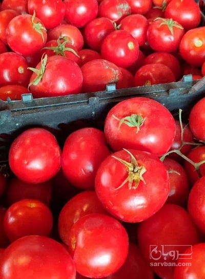 فروش گوجه فرنگی