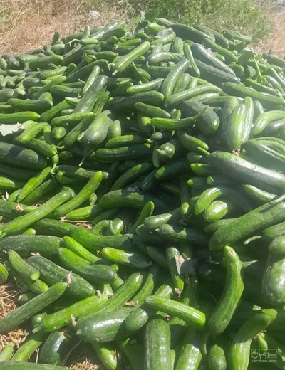 فروش خیار