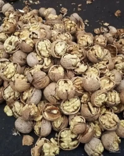 فروش گردو