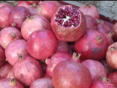 فروش انار