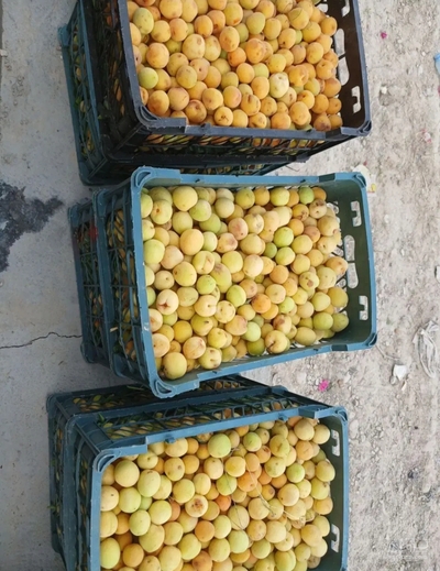 فروش زردآلو