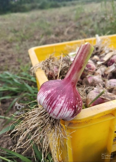 فروش سیر