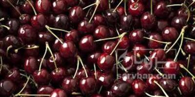 فروش گیلاس
