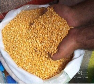 فروش نخود کفتری - لپه