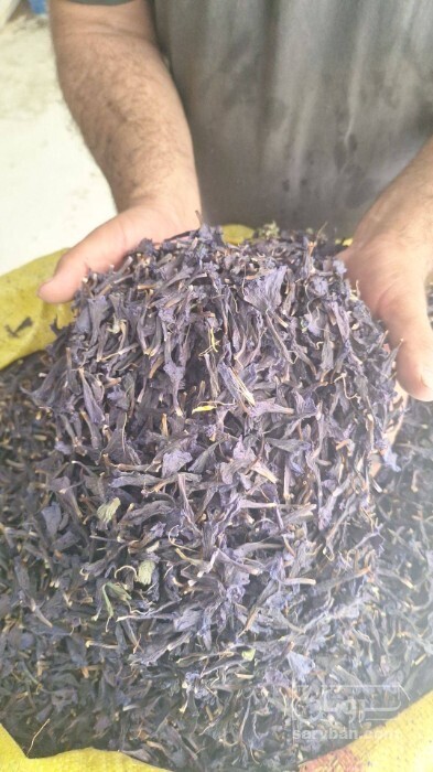 فروش گل گاو زبان - گاوزبان (گیاه‌ دارویی)