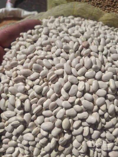فروش لوبیا سفید
