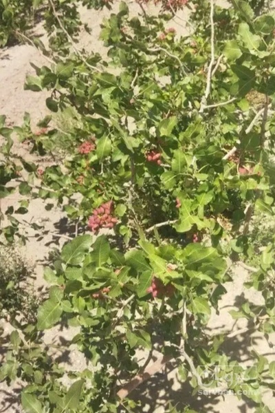 فروش پسته