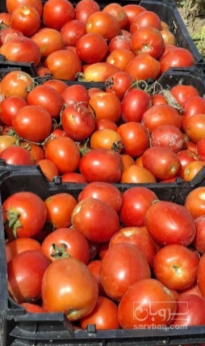 فروش گوجه فرنگی